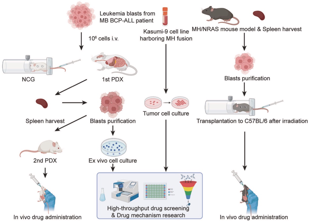 xue2025molecular.jpg